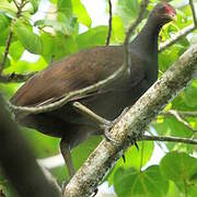 Melanesian Megapode