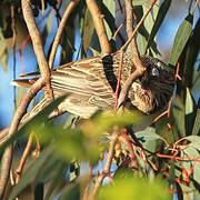 Red Wattlebird