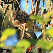 Red Wattlebird