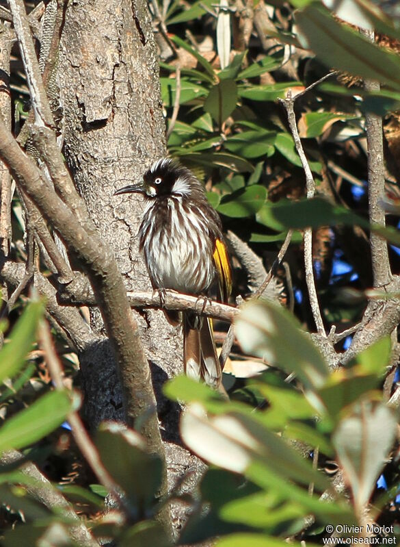 New Holland Honeyeater