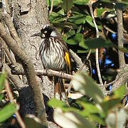 New Holland Honeyeater