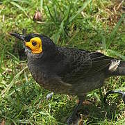 Common Smoky Honeyeater