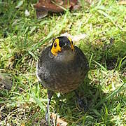 Common Smoky Honeyeater