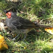 Common Smoky Honeyeater