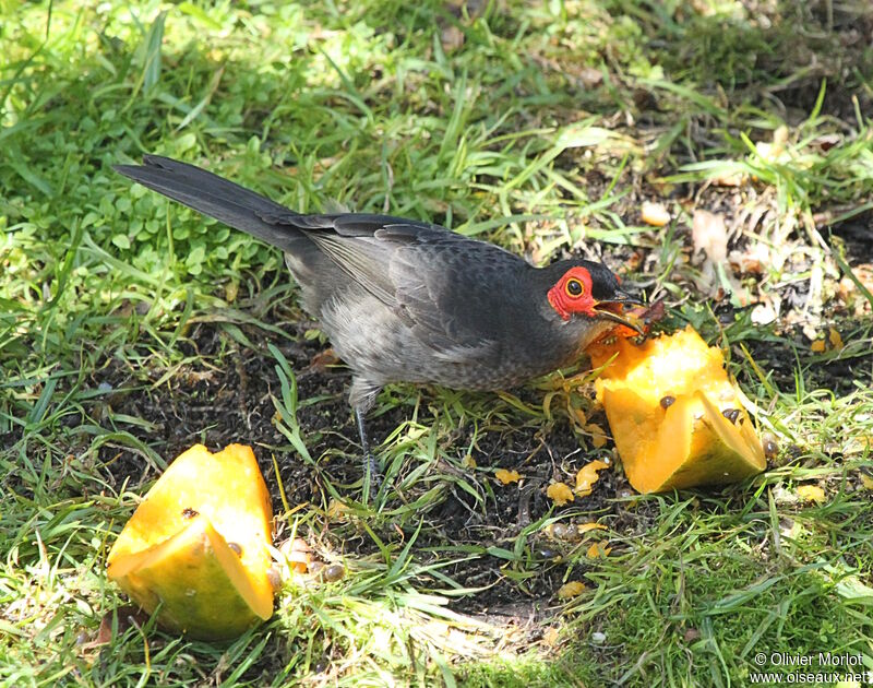 Common Smoky Honeyeater