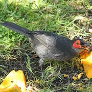 Common Smoky Honeyeater