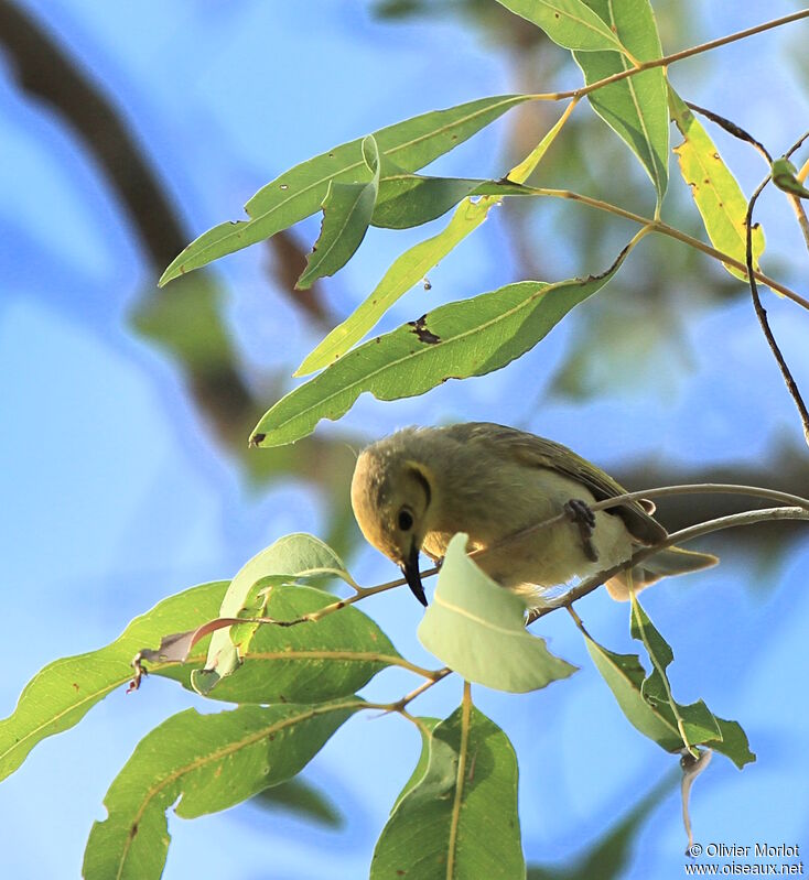 Yellow-tinted Honeyeater