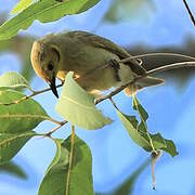 Yellow-tinted Honeyeater