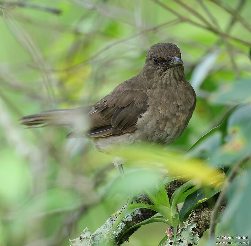 Black-billed Thrush