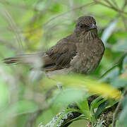 Black-billed Thrush