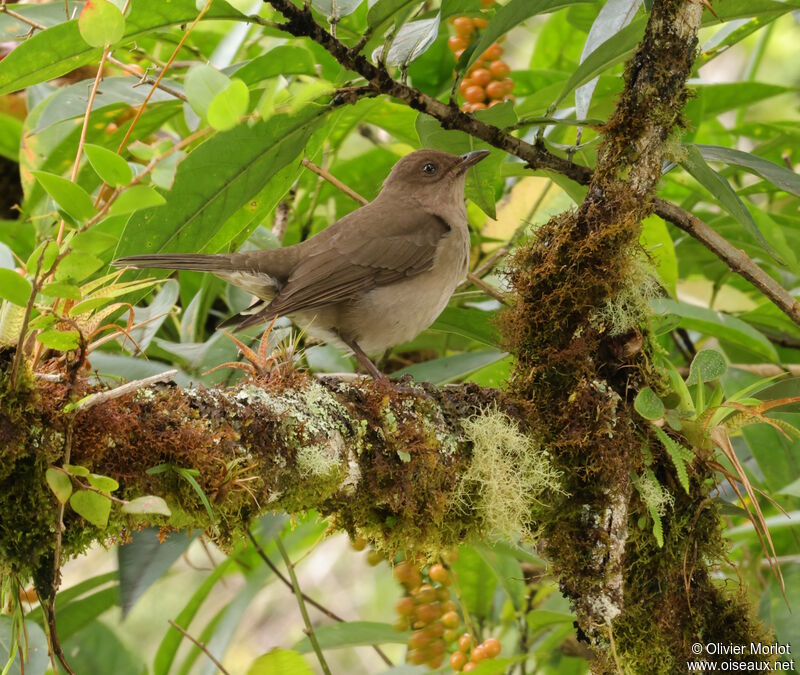 Mountain Thrush