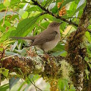 Mountain Thrush