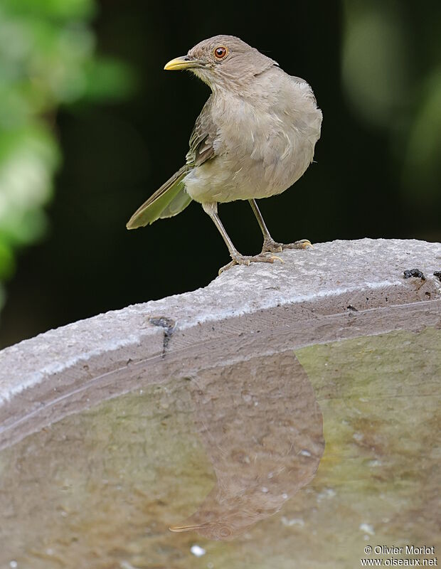 Clay-colored Thrush