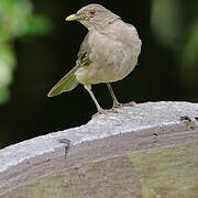 Clay-colored Thrush