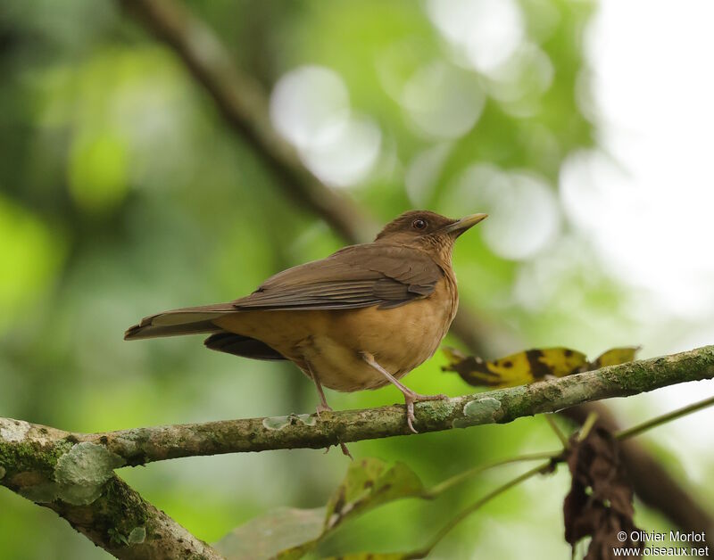 Clay-colored Thrush