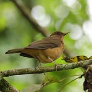 Clay-colored Thrush