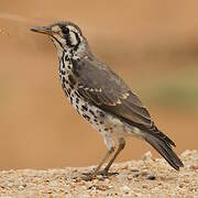 Groundscraper Thrush