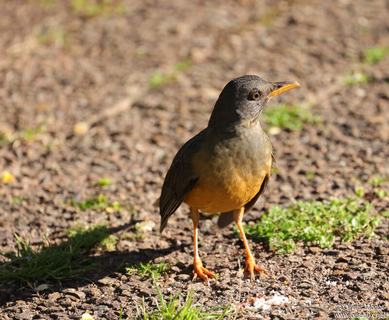 Olive Thrush