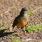 Olive Thrush