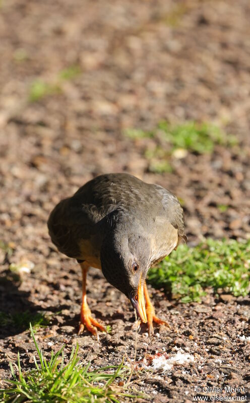 Olive Thrush