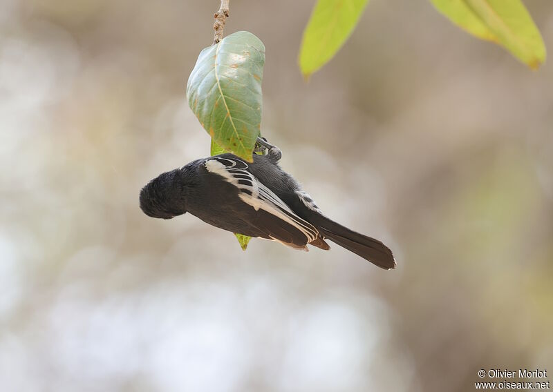 Mésange nègre