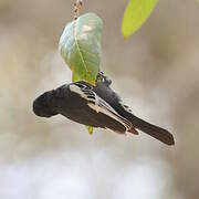 Mésange nègre