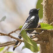 Southern Black Tit