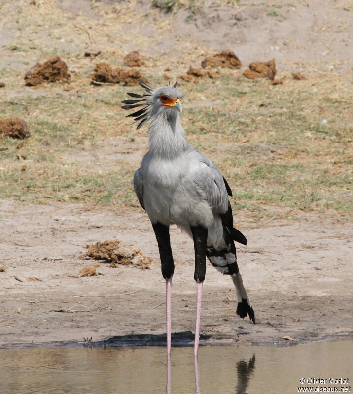 Secretarybird