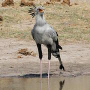 Secretarybird