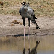 Secretarybird