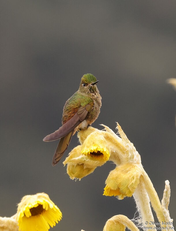 Bronze-tailed Thornbill male