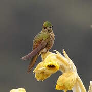 Bronze-tailed Thornbill