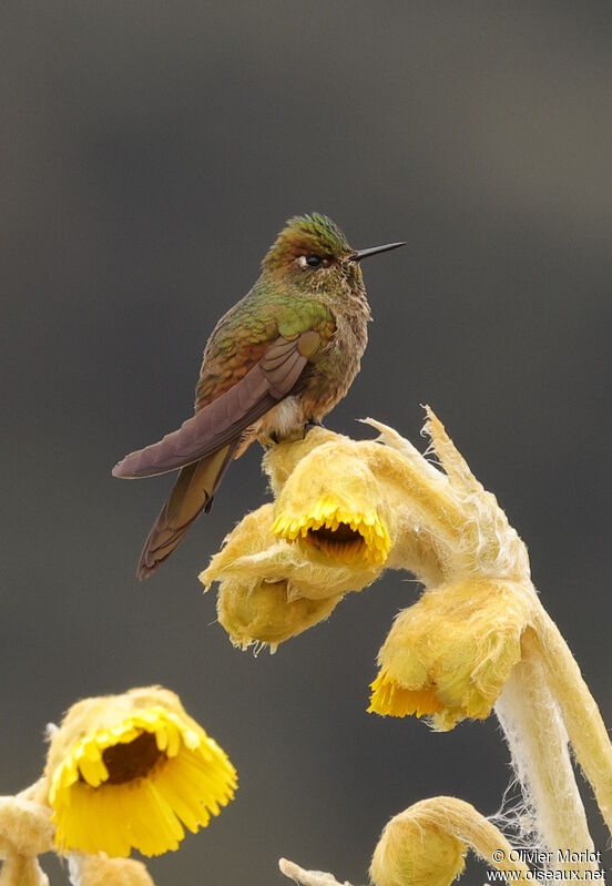 Bronze-tailed Thornbill male