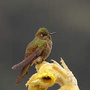 Bronze-tailed Thornbill