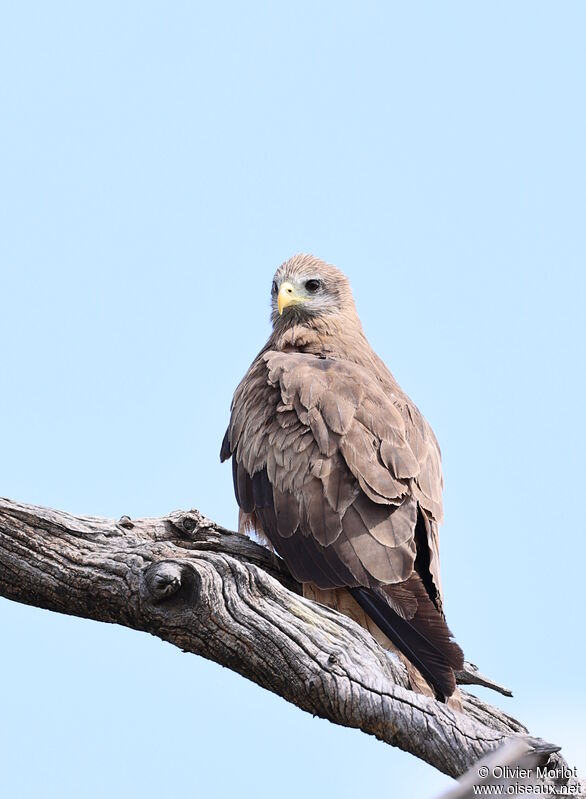 Yellow-billed Kite