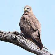 Yellow-billed Kite