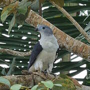 Grey-headed Kite