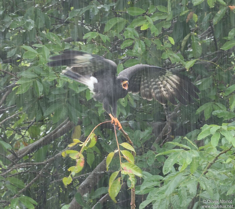 Snail Kite male