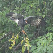 Snail Kite