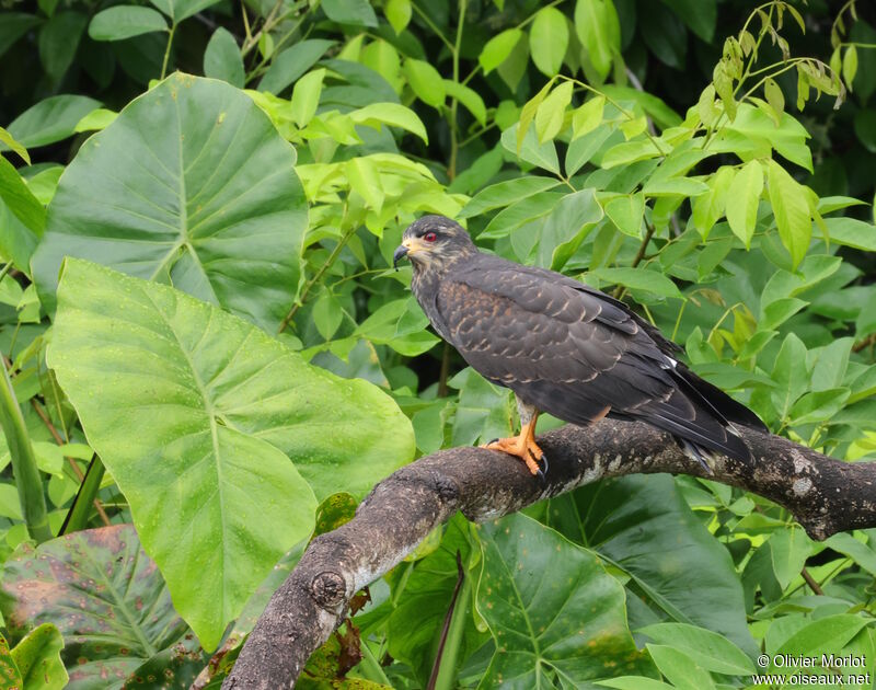 Snail Kite female