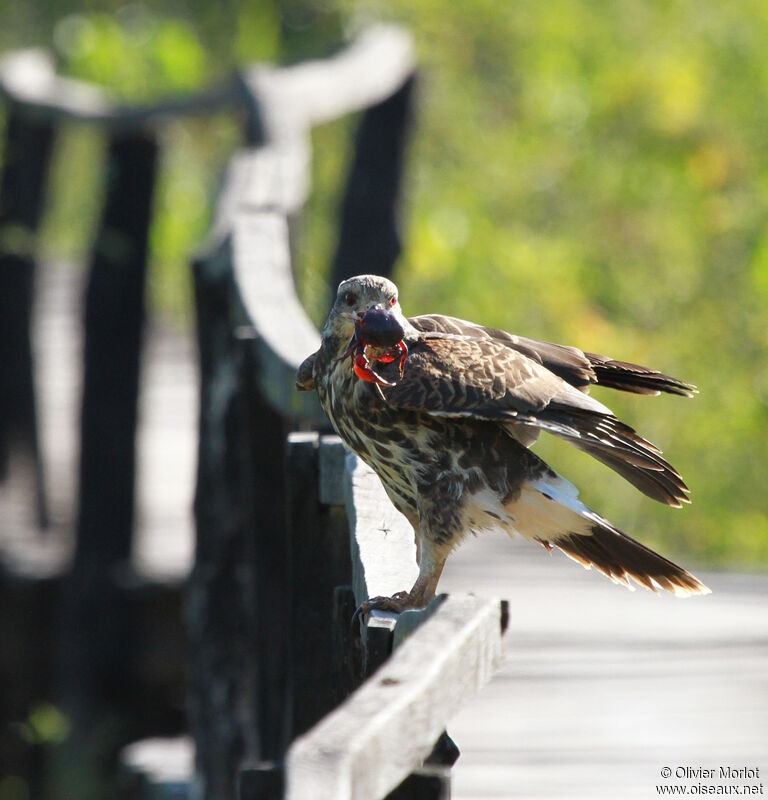 Snail Kite