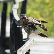 Snail Kite