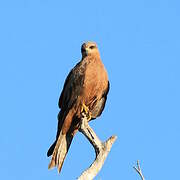 Black Kite