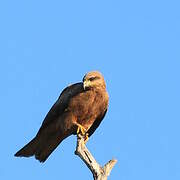 Black Kite