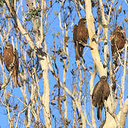 Black Kite