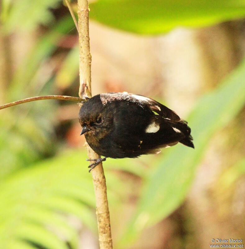 White-winged Robinjuvenile