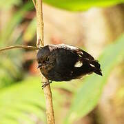 White-winged Robin