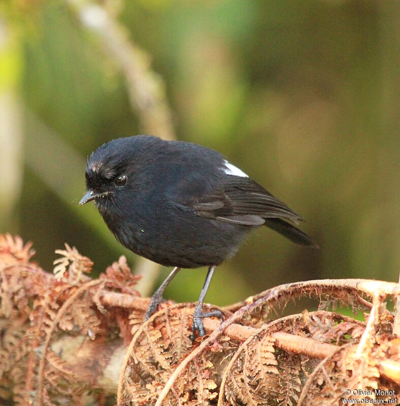 White-winged Robin