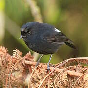 White-winged Robin