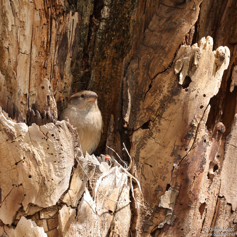 Moineau domestique femelle